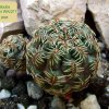 Sulcorebutia _canigueralii _WKr_ 217 _01